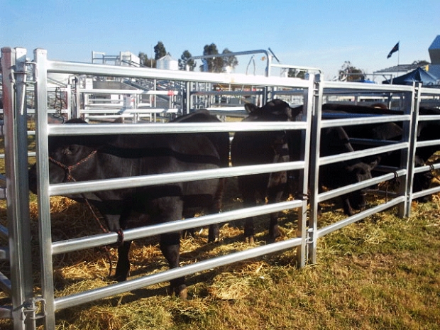 Galvanised Steel Portable Cattle Fence Panels - Livestock Panels